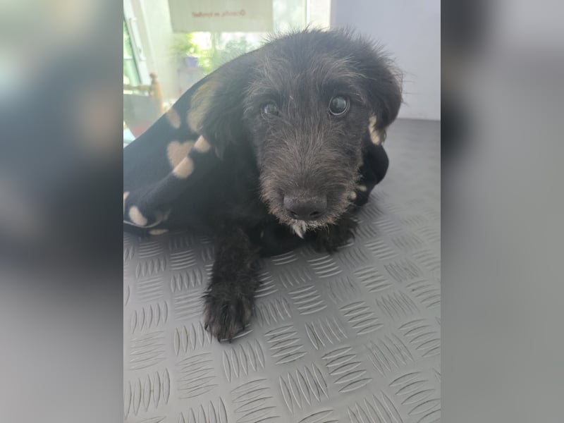 Leon - mit seinem treuen Hundeblick, sucht er ein Zuhause bei Dir