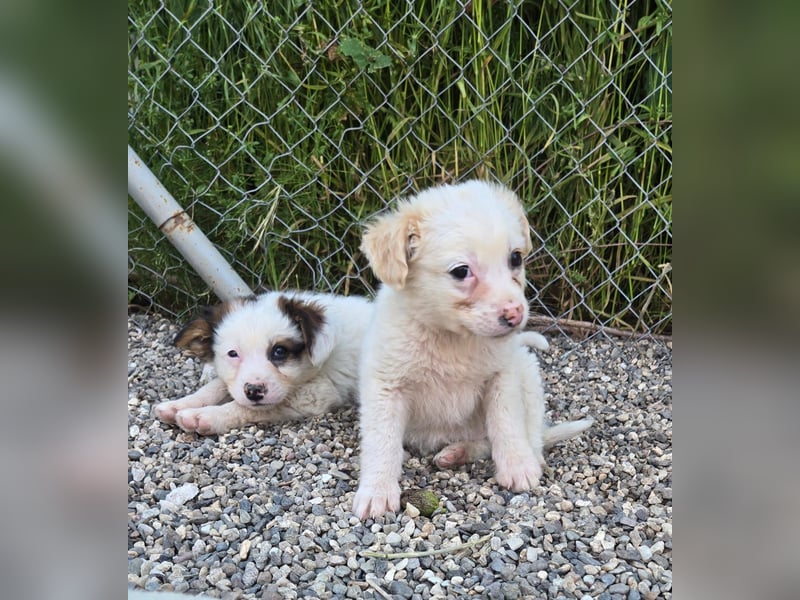Mika - sucht dich für Abenteuer und Kuschelstunden fürs Leben