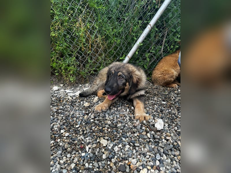 Dilara - fröhliches und offenes Hundemädchen sucht Dich