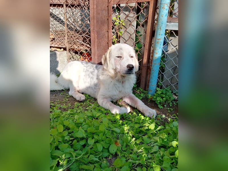 Liora - sanfte, liebe und freundliche Hündin - sucht dich