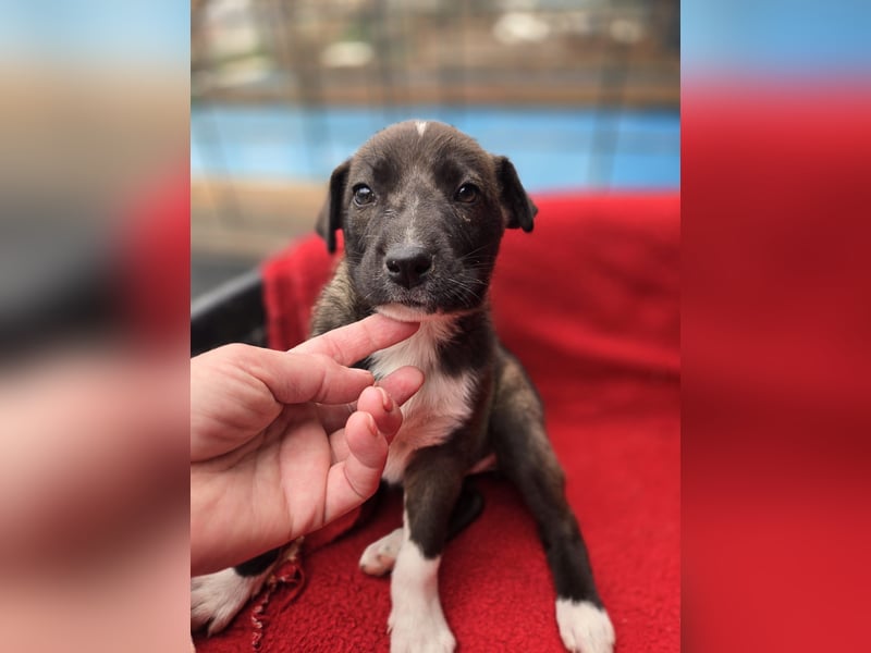 Dana - Welpenmädchen sucht dich - für ihr Foreverhome