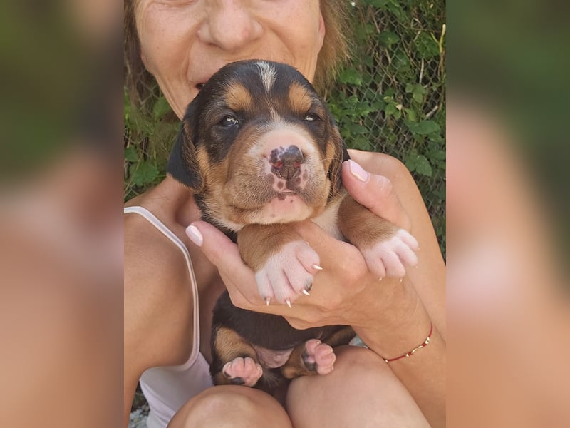 Georgie - sucht bei Dir ein Zuhause mit Liebe, Geborgenheit und ein willkommener Platz