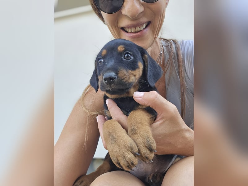 Suki - Abenteurer sucht Dich - mit viel Liebe, Geduld und Verantwortungsbewusstsein