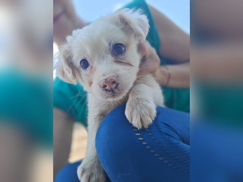 Mika - sucht dich für Abenteuer und Kuschelstunden fürs Leben