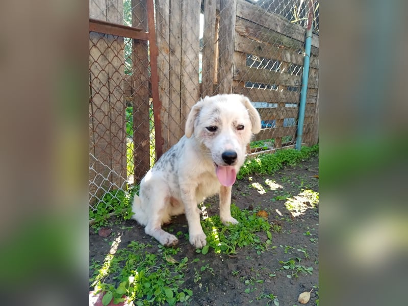 Liora - sanfte, liebe und freundliche Hündin - sucht dich