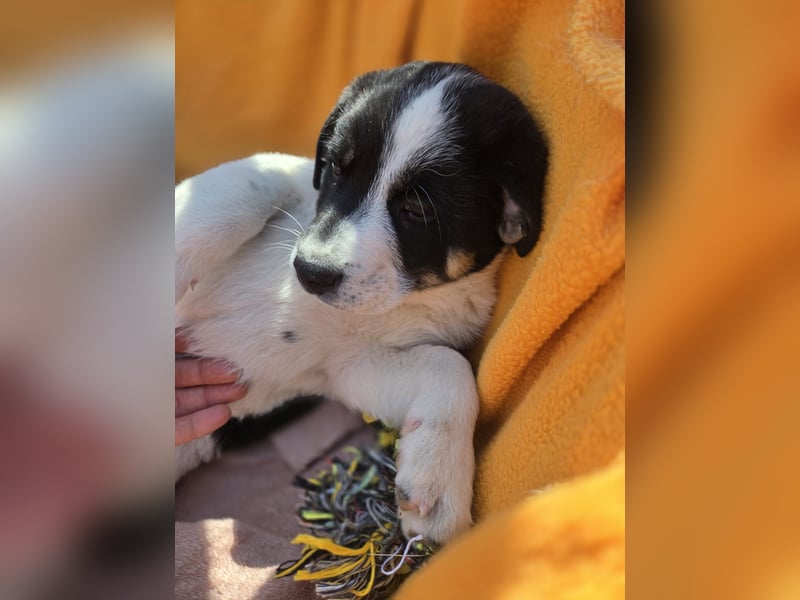 Bingo - sucht ein warmes Körbchen und vieeeel Liebe