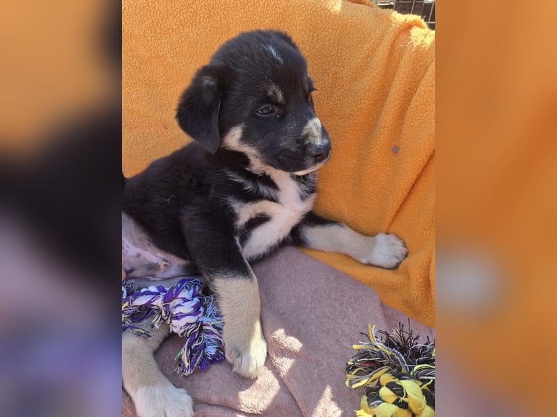 Basco - kommt mit viel Dankbarkeit an - für dich