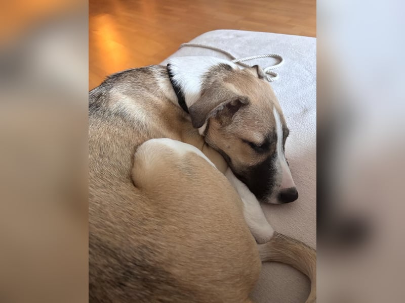 Lilly - will endlich ihr eigenes Für immer Zuhause - ja für immer bitte