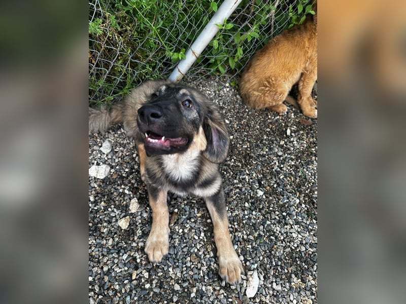 Dilara - fröhliches und offenes Hundemädchen sucht Dich