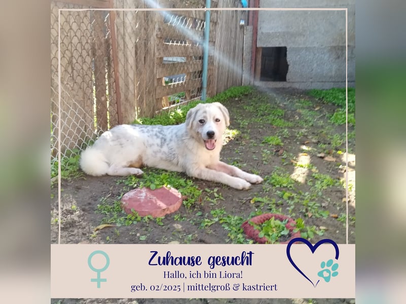 Liora - sanfte, liebe und freundliche Hündin - sucht dich