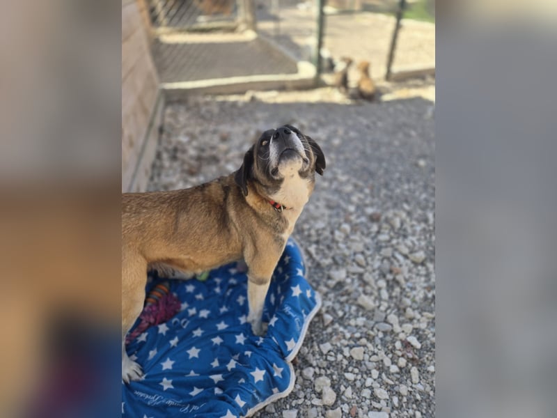 Zaira - Mama von 5 Welpen möchte ein Zuhause, in dem sie nie wieder kämpfen muss - bei dir ?