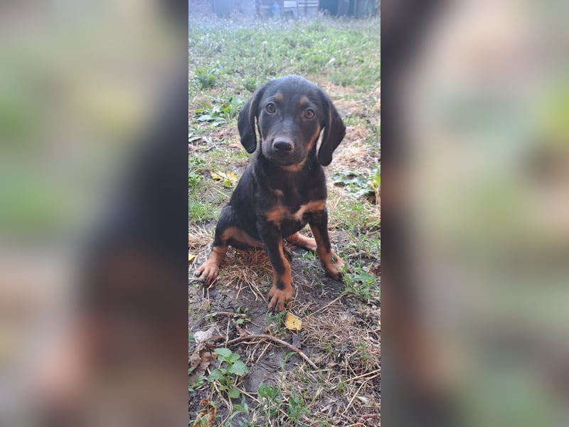 Russel - willst du mit mir gemeinsam wachsen und mir ein Forever Home geben ? Ja Du