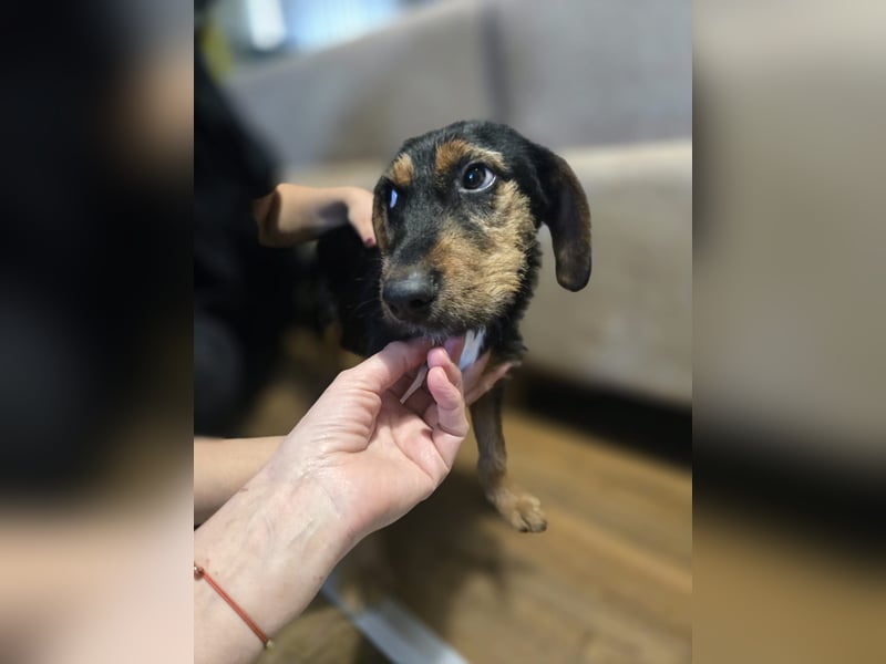 Masha sucht ein liebevolles Zuhause