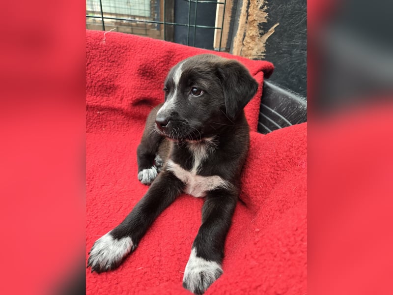 Dolce - süss, fröhlich und zugänglich - sucht genau dich - ja dich