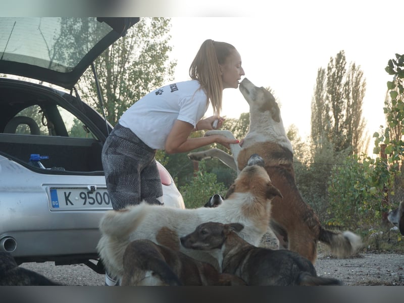 Veska - ältere Hundedame sucht dich für ihren Alterswohnsitz