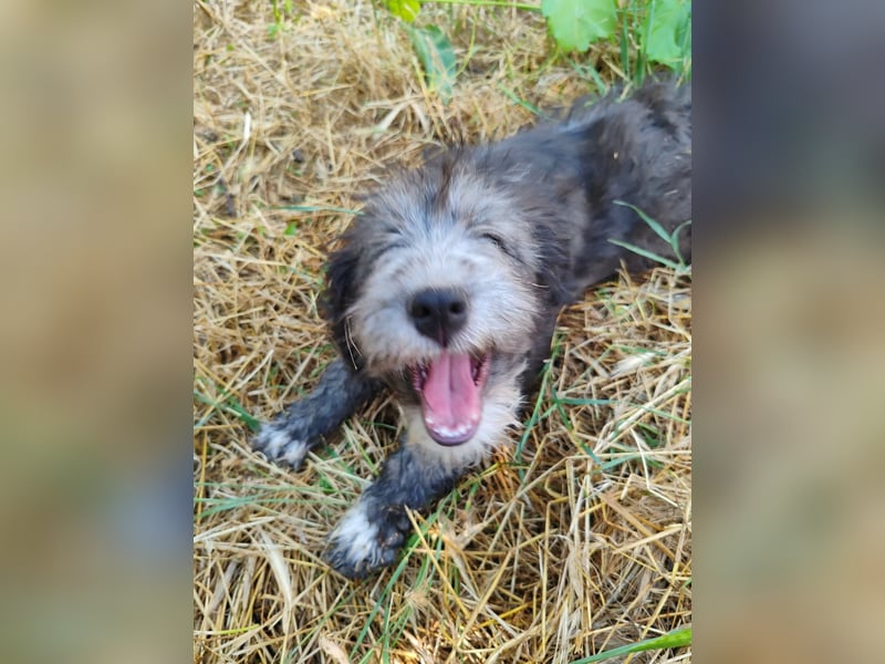 Misuki - toller süsser junge Hund sucht dich als Wegbegleiter