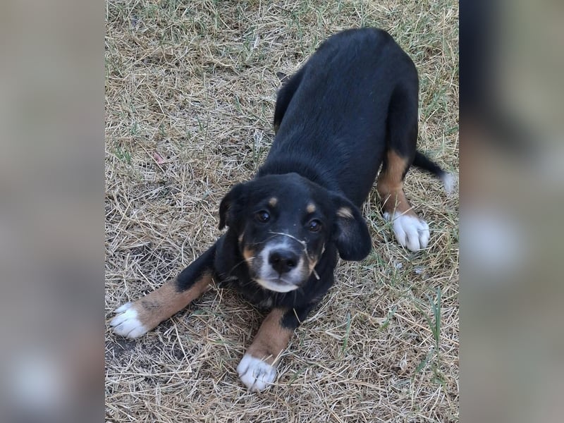 Pumpkin - sucht Dich für eine Freundschaft fürs Leben