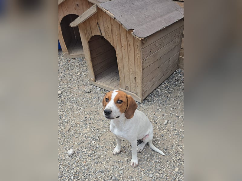 Lissy - sucht Dich für liebevolle Erziehung und für ihr Foreverhome