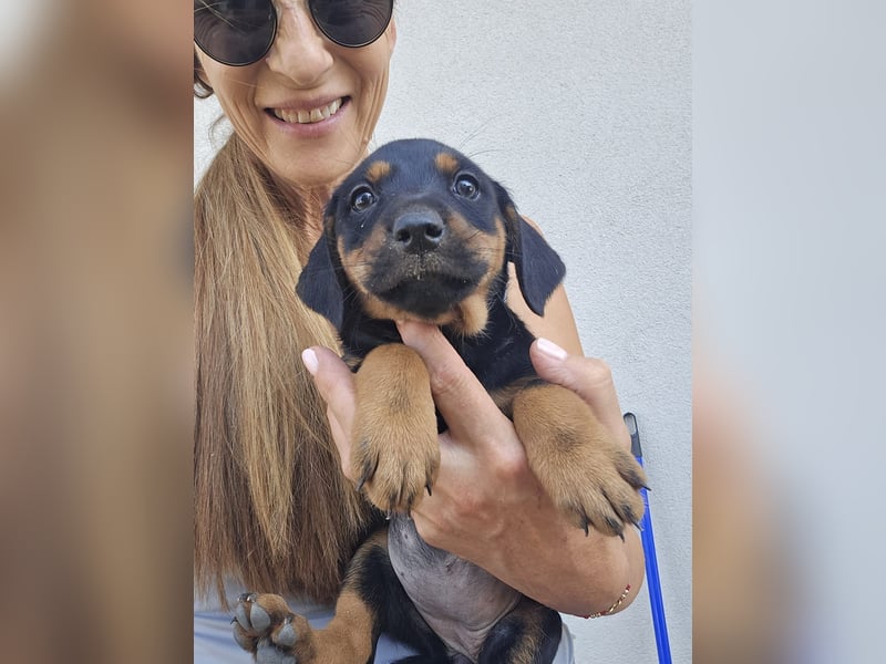 Suki - Abenteurer sucht Dich - mit viel Liebe, Geduld und Verantwortungsbewusstsein