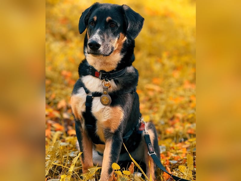 Charlie - besonderer Traum , Hund mit sanften Wesen