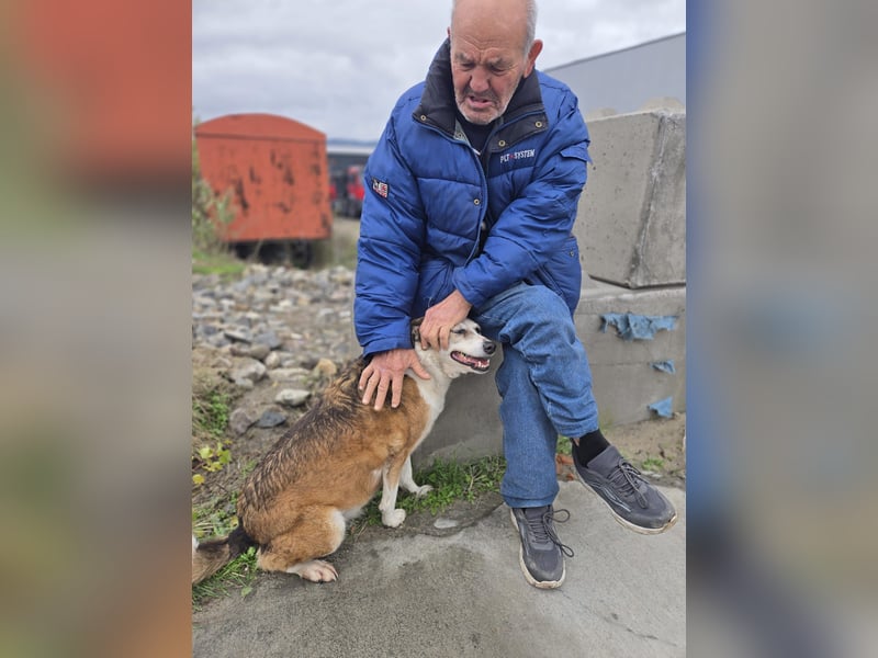 Veska - ältere Hundedame sucht dich für ihren Alterswohnsitz