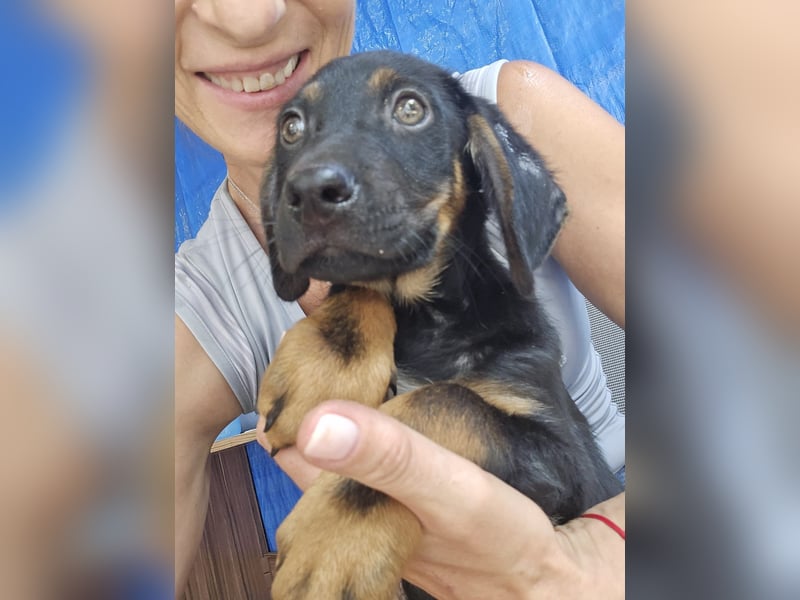 Russel - willst du mit mir gemeinsam wachsen und mir ein Forever Home geben ? Ja Du