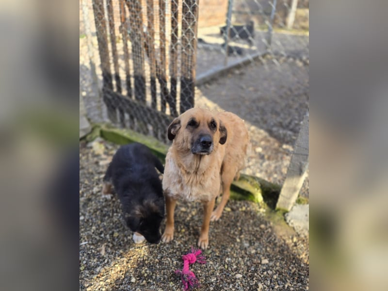 Wieka - Mama und ruhmreiche Kämpferin - sucht ihr Foreverhome