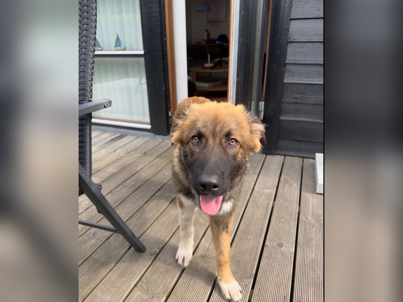 Zayden - sucht sein Foreverhome bei dir - er ist ein toller Wegbegleiter für dich