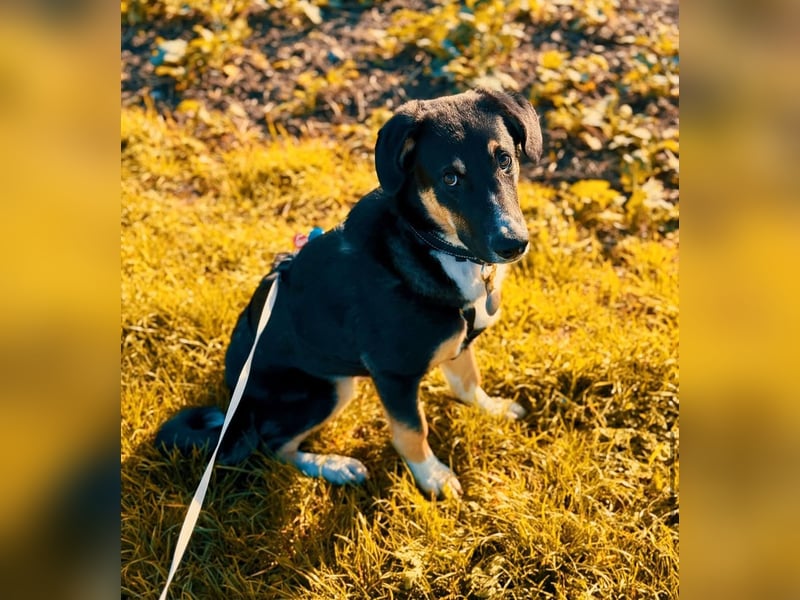 Charlie - besonderer Traum , Hund mit sanften Wesen