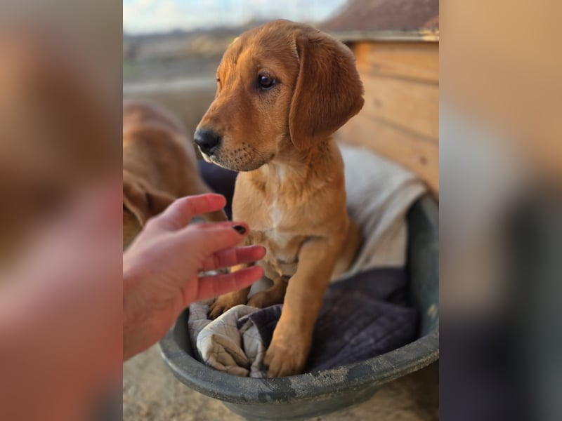 Luis - möchtest Du mir ein Zuhause schenken