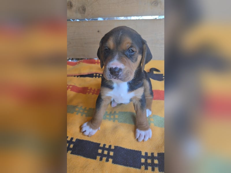 Georgie - sucht bei Dir ein Zuhause mit Liebe, Geborgenheit und ein willkommener Platz