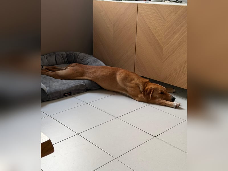 Lani - sucht ihr wahres Happy End - gelehrige Junghündin