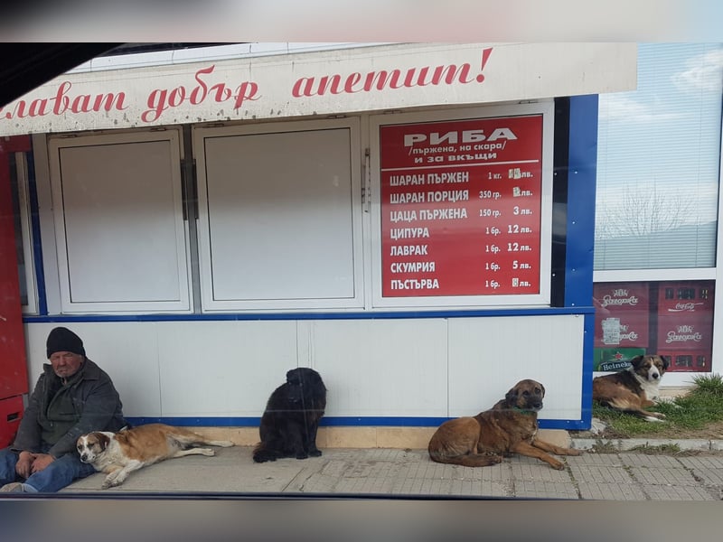 Veska - ältere Hundedame sucht dich für ihren Alterswohnsitz