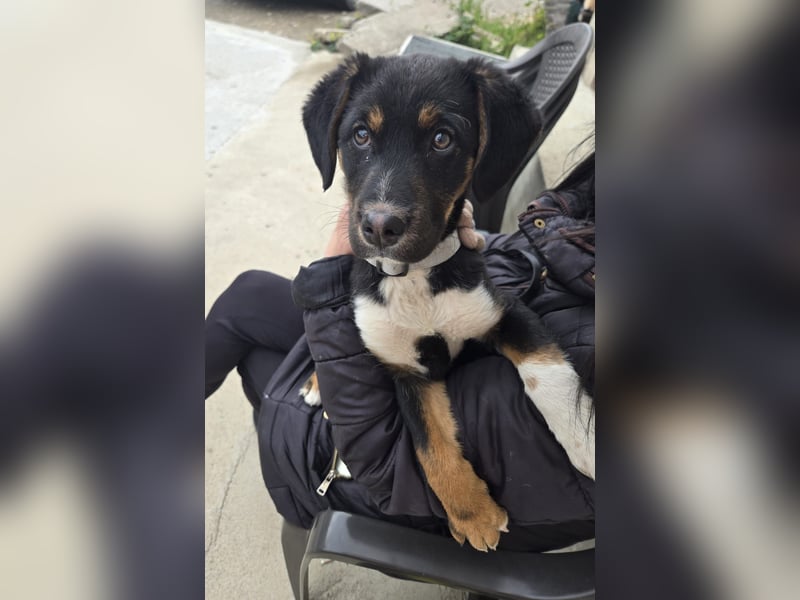 Georgina - möchte dich adoptieren oder Du sie ?