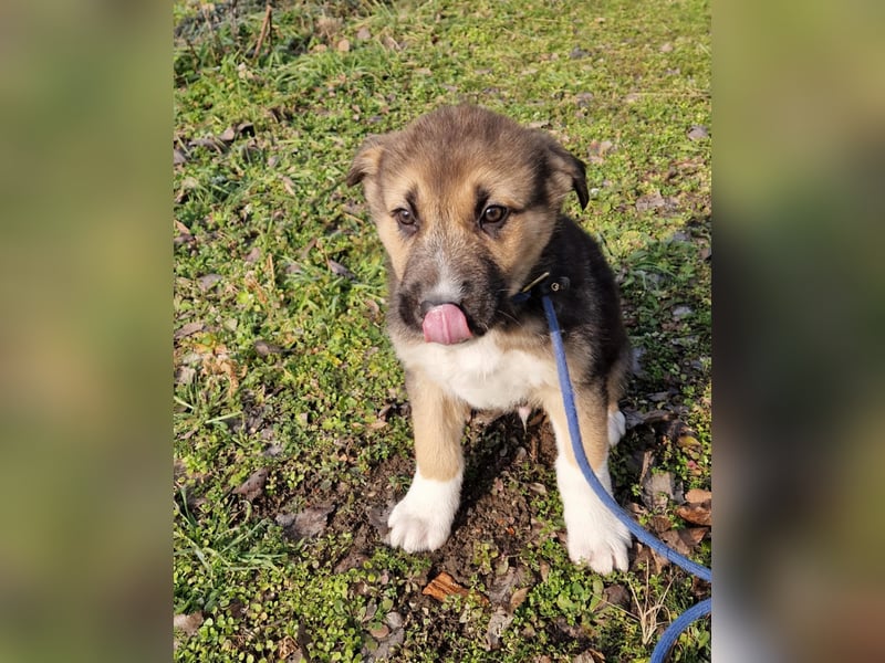 Whisky - junger Rüde möchte Dein Familienmitglied sein