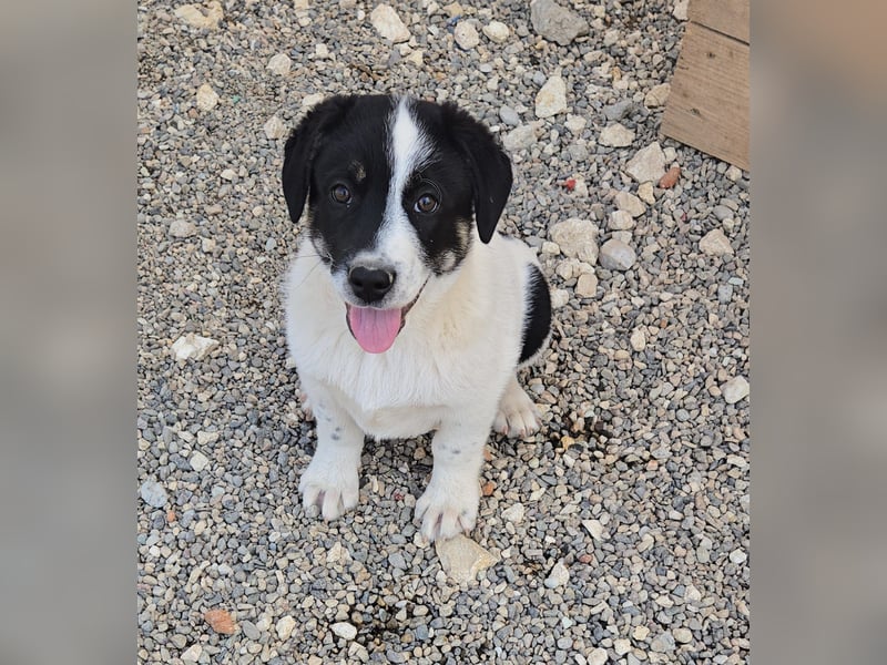 Bingo - sucht ein warmes Körbchen und vieeeel Liebe