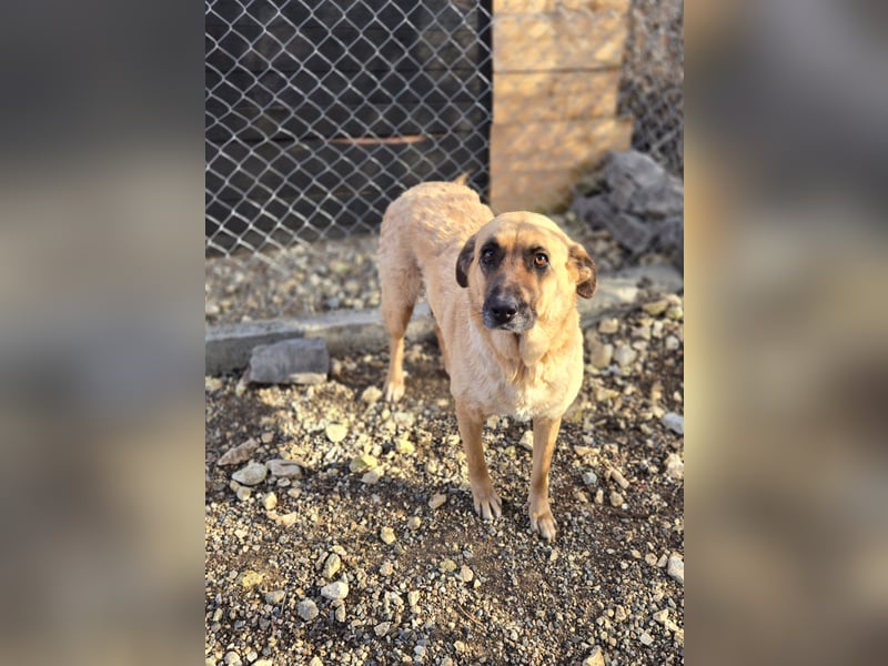 Wieka - Mama und ruhmreiche Kämpferin - sucht ihr Foreverhome