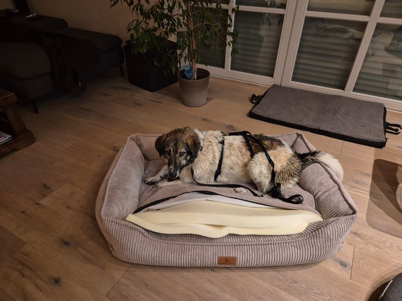 Kira - Lebensfreude auf vier Pfoten - besuchbar in DE 76689 Karlsdorf