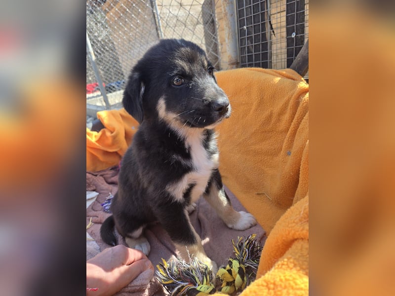 Basco - kommt mit viel Dankbarkeit an - für dich