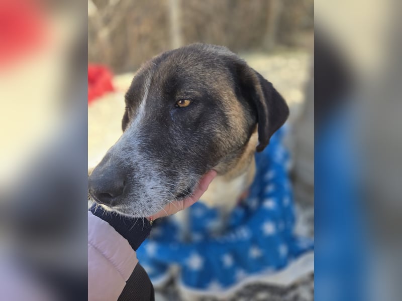 Zaira - Mama von 5 Welpen möchte ein Zuhause, in dem sie nie wieder kämpfen muss - bei dir ?