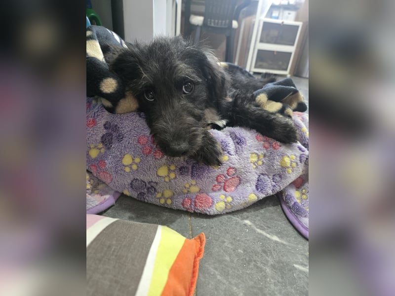 Leon - mit seinem treuen Hundeblick, sucht er ein Zuhause bei Dir
