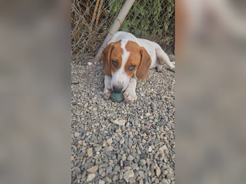 Lissy - sucht Dich für liebevolle Erziehung und für ihr Foreverhome