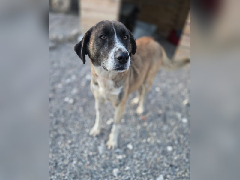 Zaira - Mama von 5 Welpen möchte ein Zuhause, in dem sie nie wieder kämpfen muss - bei dir ?