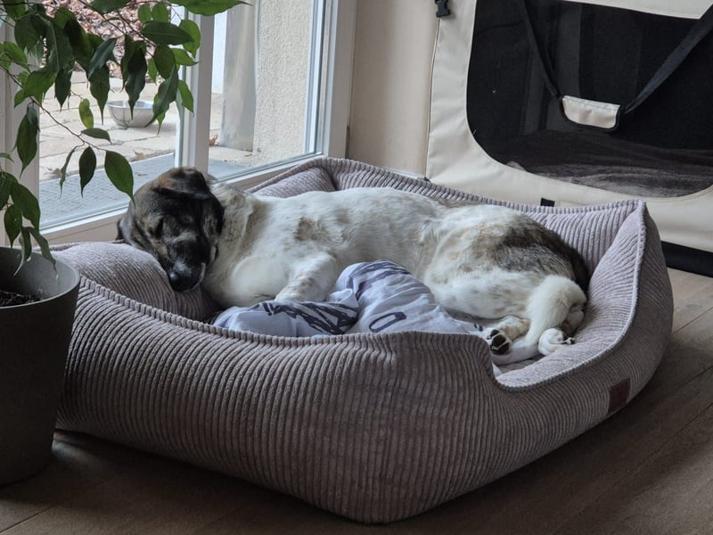 Kira - Lebensfreude auf vier Pfoten - besuchbar in DE 76689 Karlsdorf