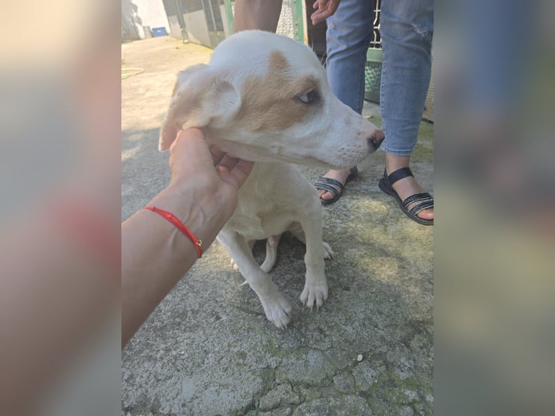 Kilian sucht Dich - bei dir möchte er ein lebenslanges und behütetes Zuhause haben - Hast du es ?