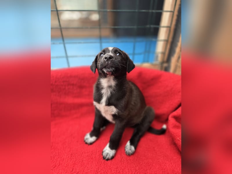 Dolce - süss, fröhlich und zugänglich - sucht genau dich - ja dich