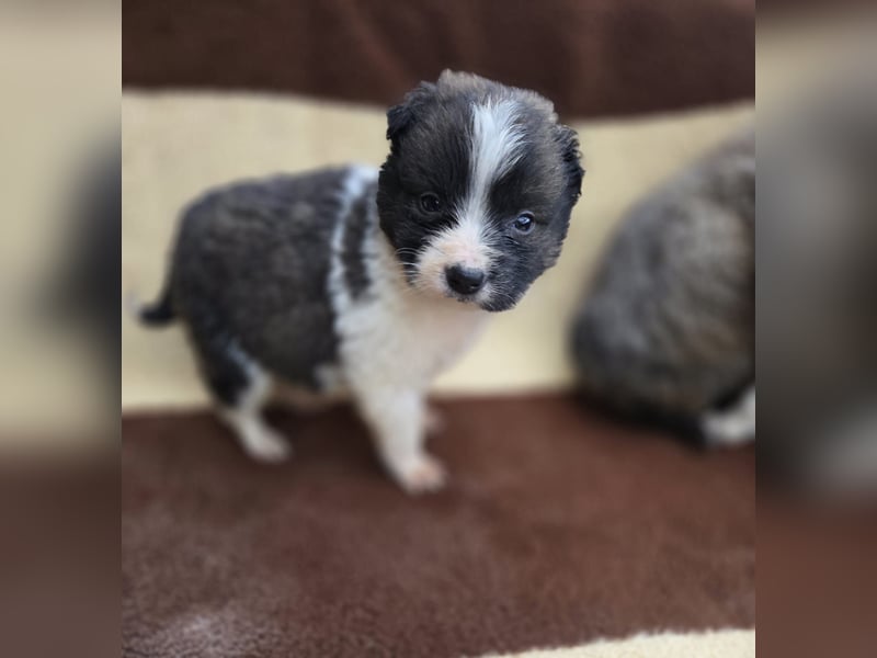 Zadie - darf ich bei dir ankommen und ein Teil deiner Familie werden