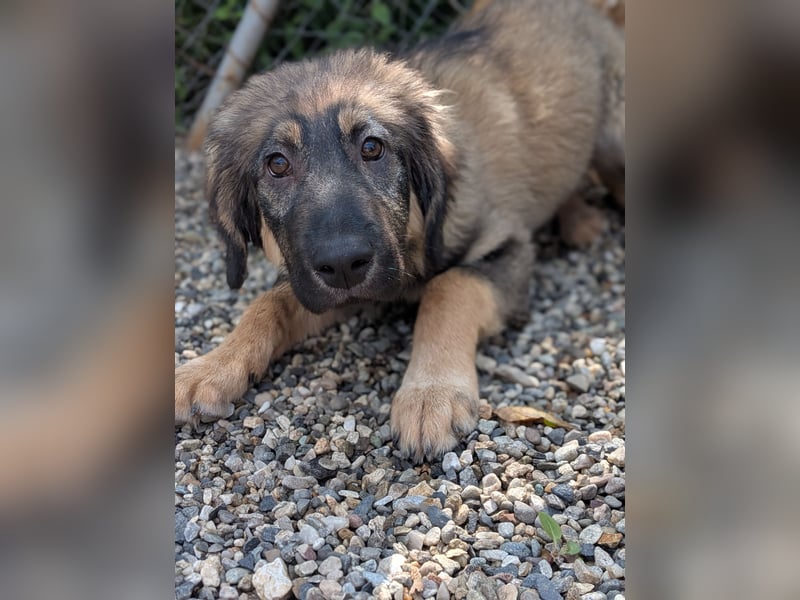 Dilara - fröhliches und offenes Hundemädchen sucht Dich