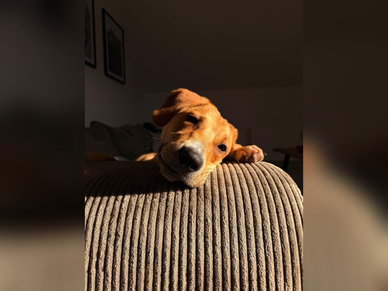 Lani - sucht ihr wahres Happy End - gelehrige Junghündin