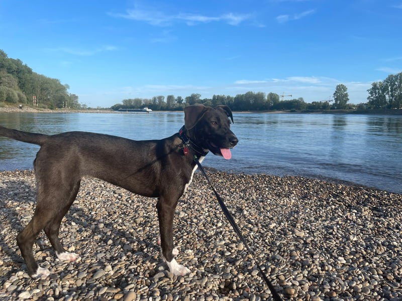 Dana - zwei Stationen - ich möchte jetzt mein Foreverhome bei Dir für Immer